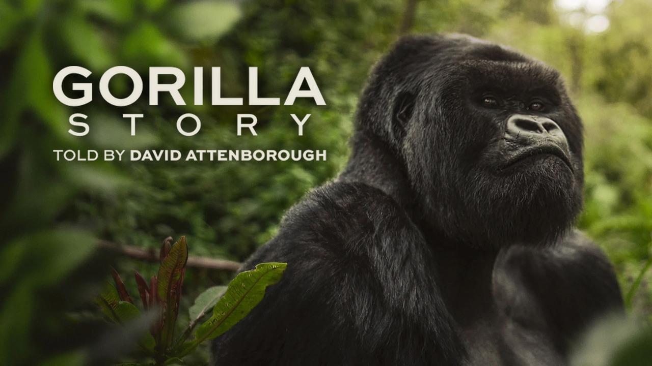 فيلم A Gorilla Story: Told by David Attenborough 2026 مترجم HD اون لاين